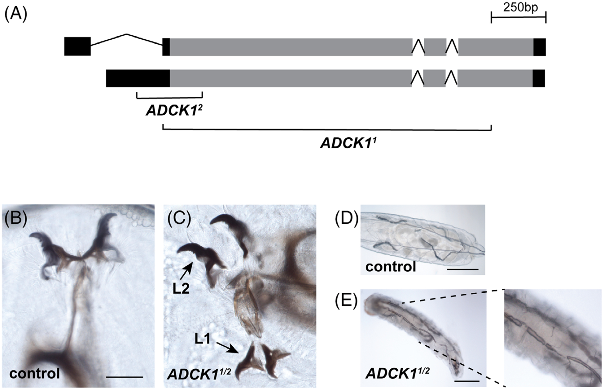 FIGURE 2