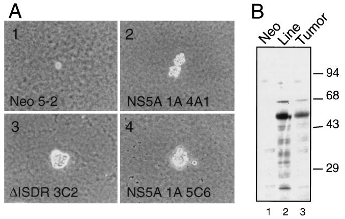 FIG. 7