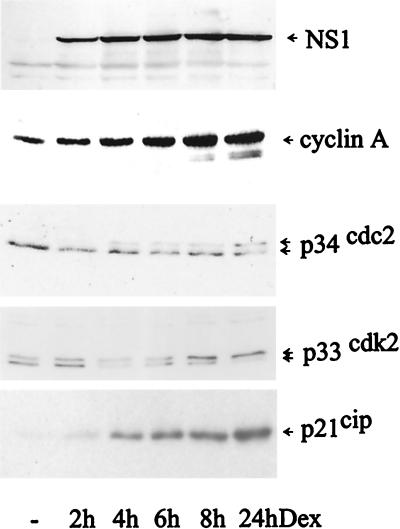 FIG. 6