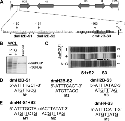 FIGURE 1.