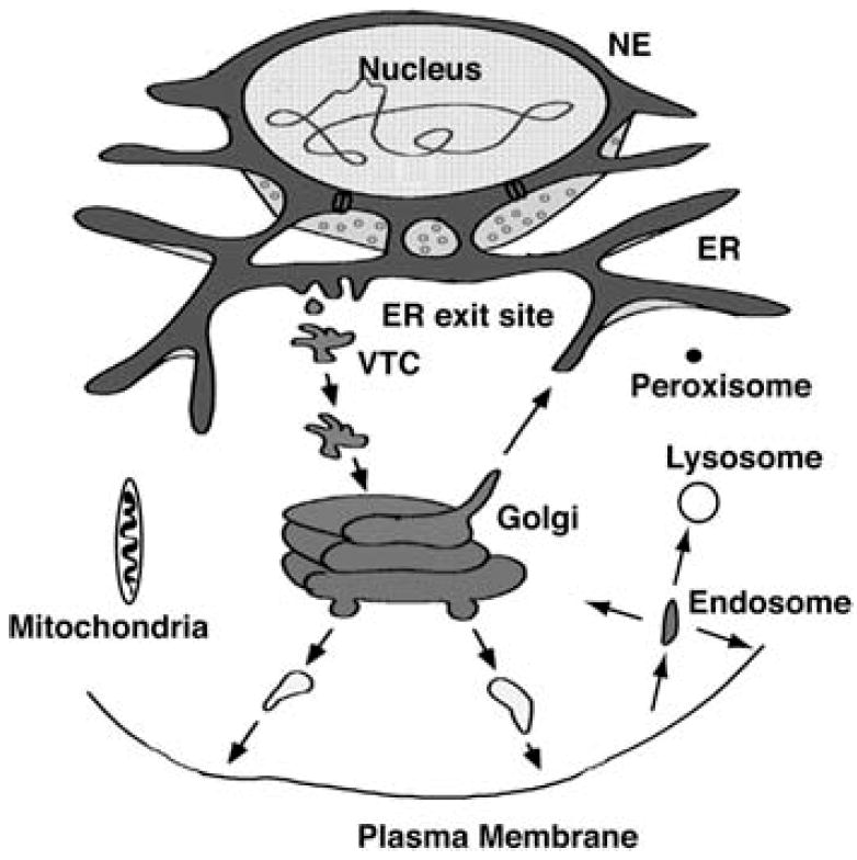 FIGURE 1