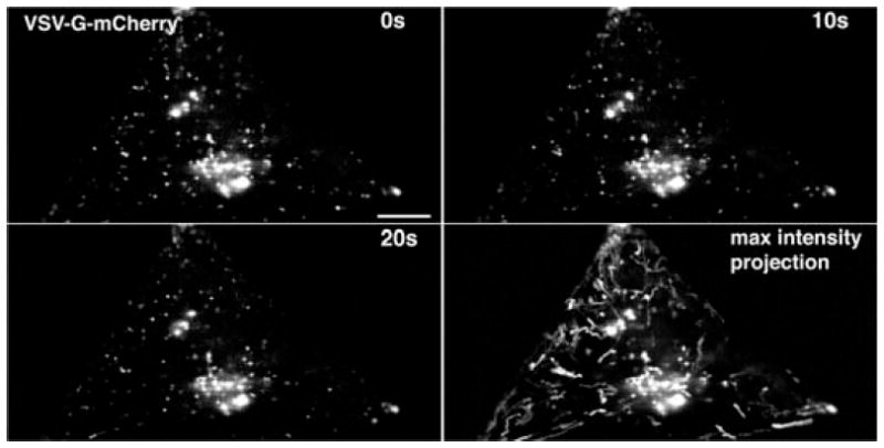 FIGURE 3