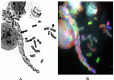 Fig. (3)