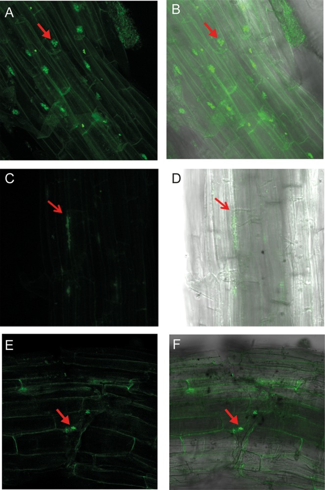 FIG 6