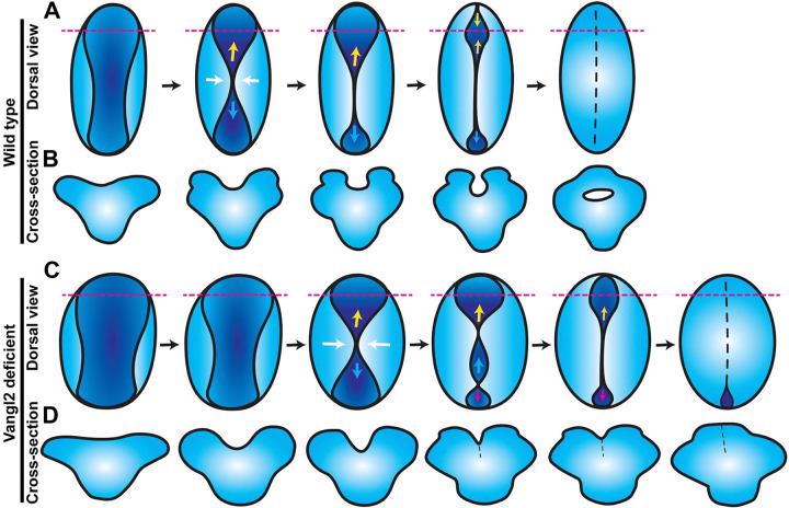 Figure 7.