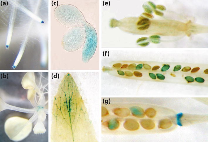 Fig. 3