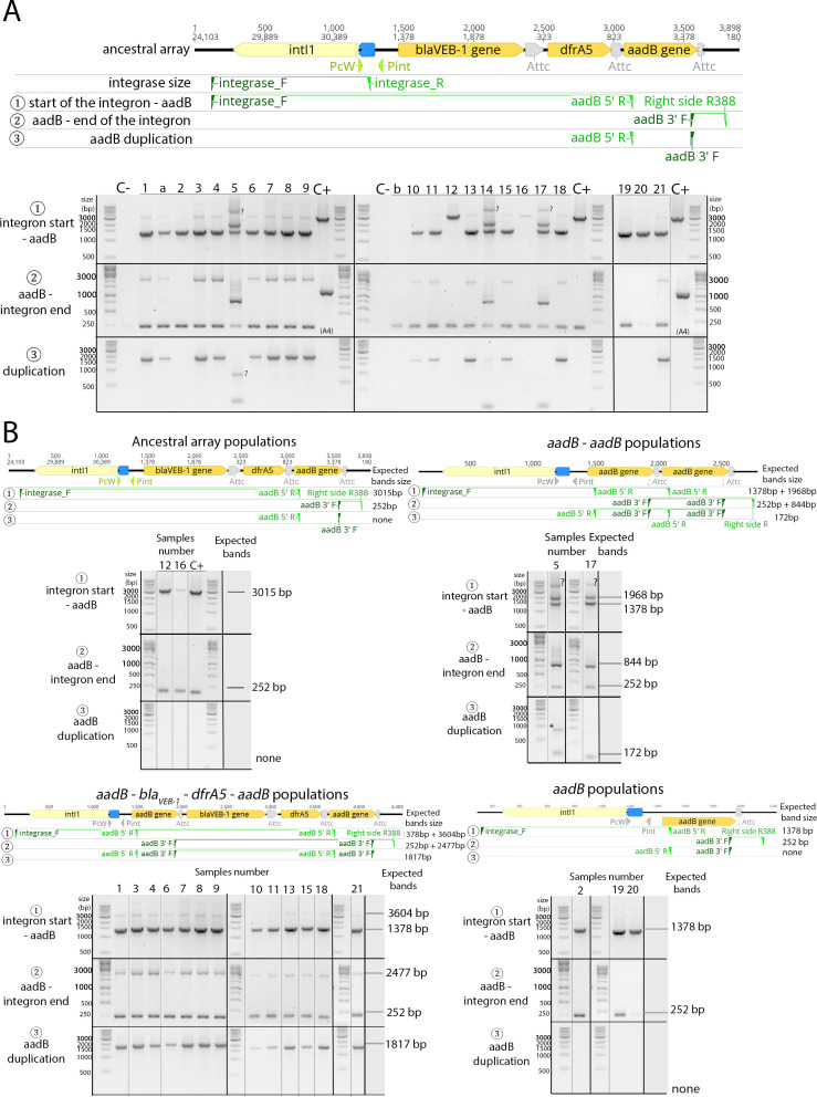 Figure 3—figure supplement 2.