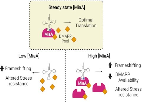 Graphical Abstract