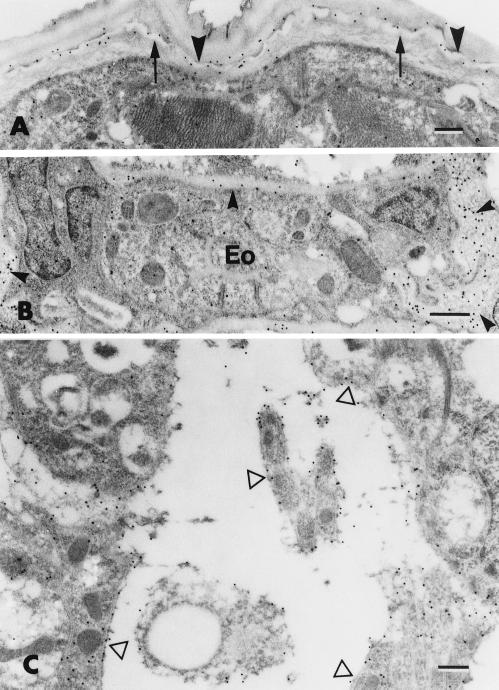 FIG. 5.