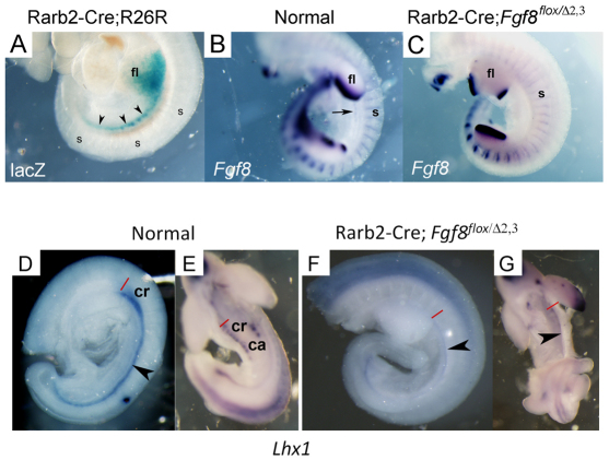 Fig. 9.