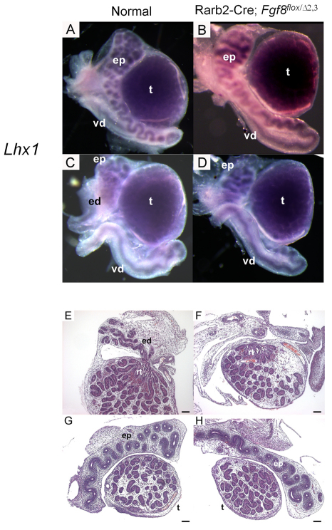 Fig. 10.