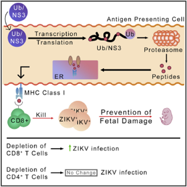 graphic file with name nihms-1763997-f0001.jpg