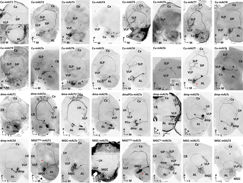 Figure 3—figure supplement 2.