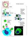 Fig. (1)