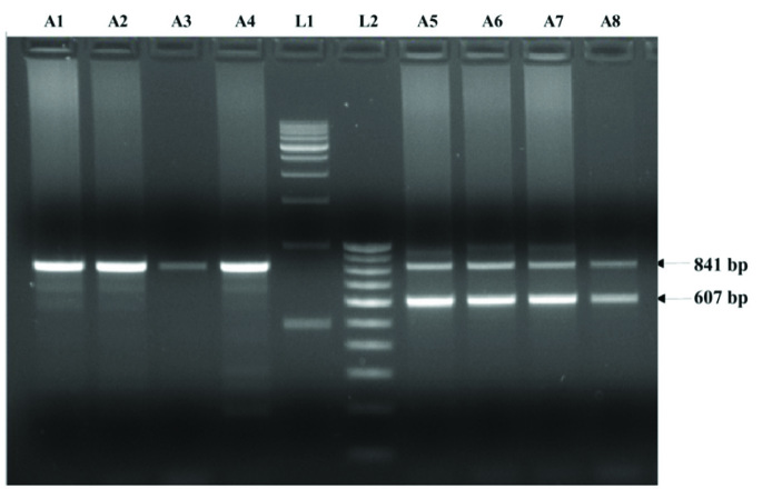 [Table/Fig-2]: