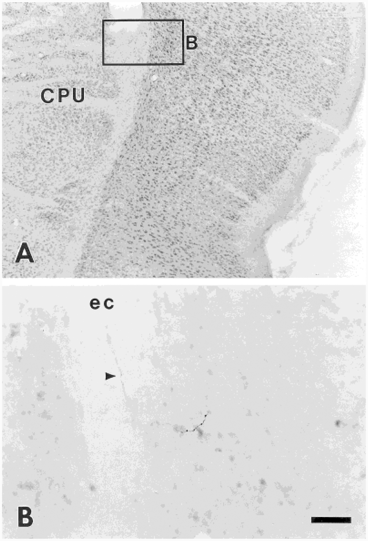 Fig. 10.