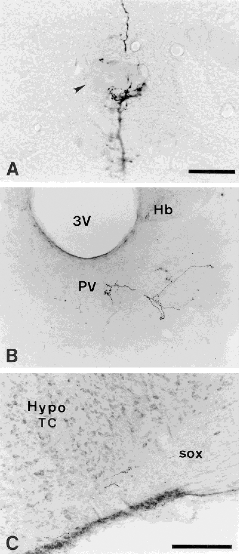 Fig. 8.