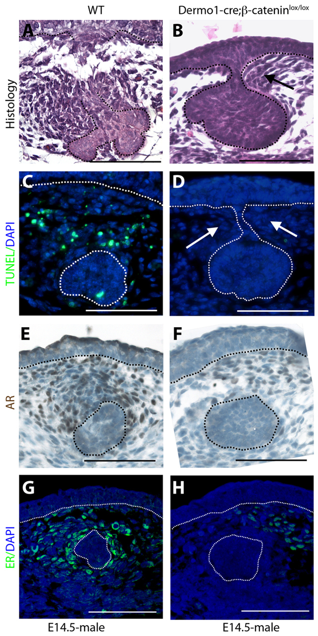 Fig. 9.