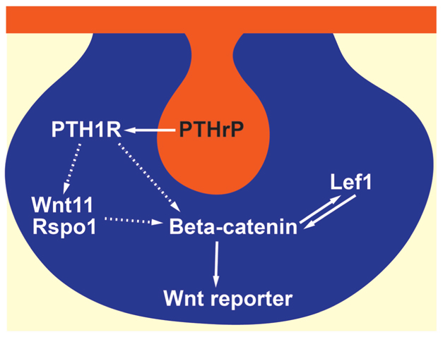 Fig. 11.