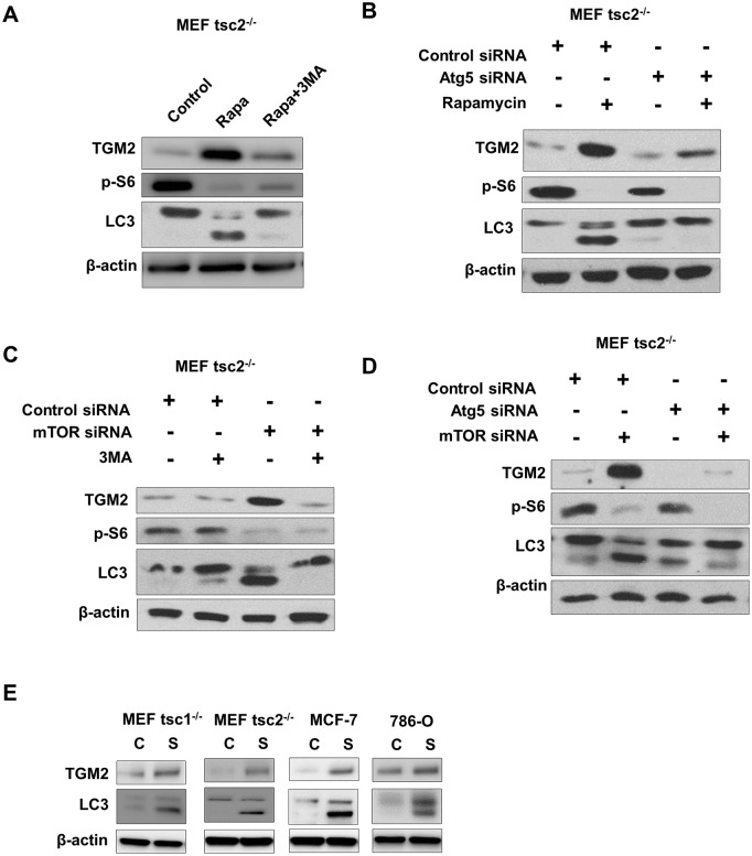 Fig 5