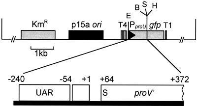 FIG. 1.