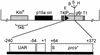 FIG. 1.