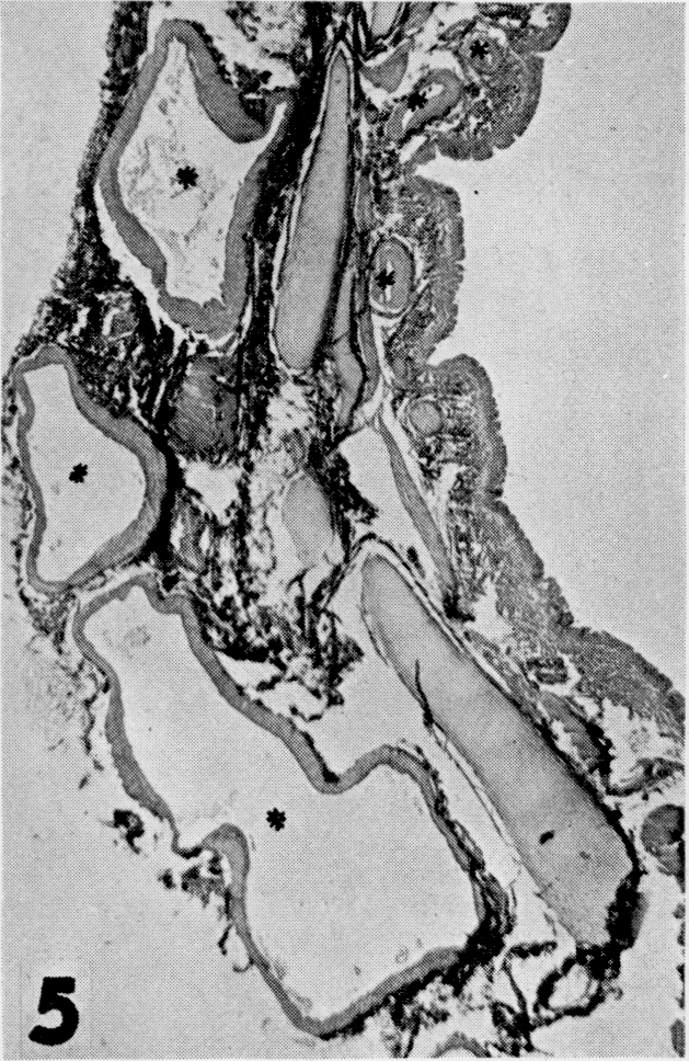 Fig. 5