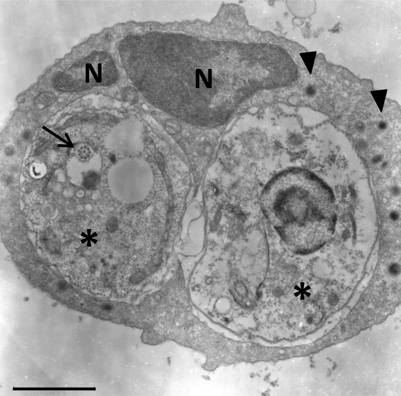 Fig 2