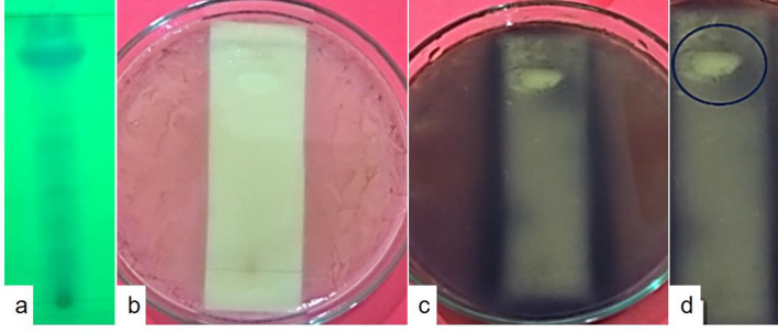 Fig. 7