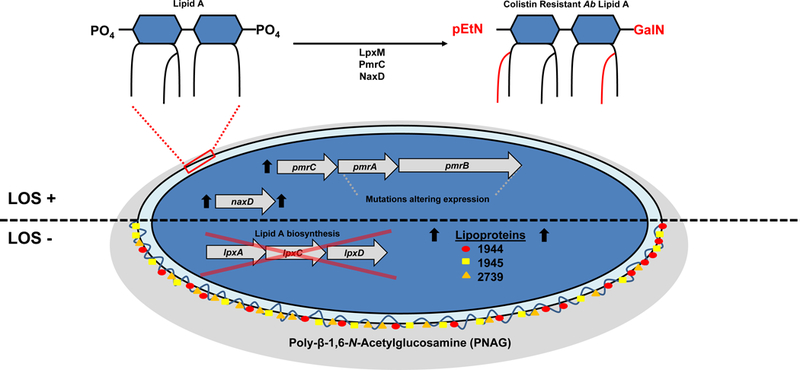 Colistin resistance mechanisms of A. baumannii.