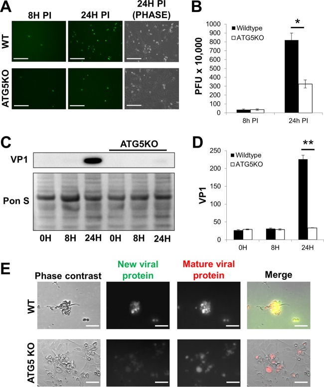 FIG 1