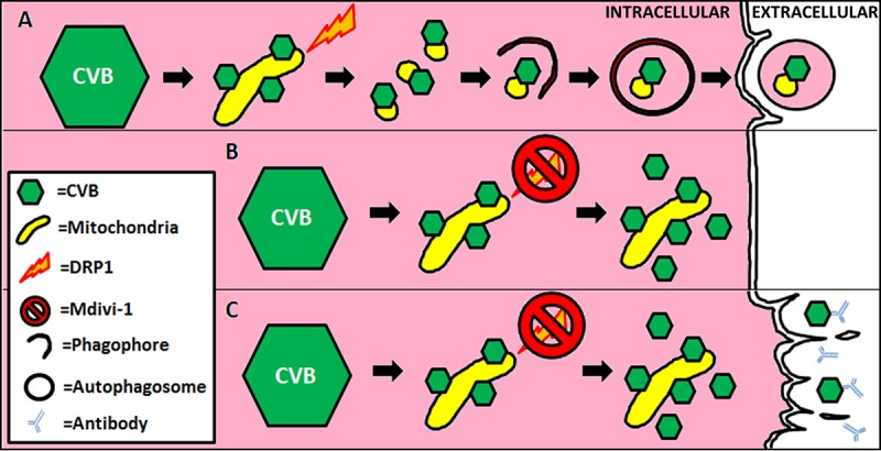 FIG 10