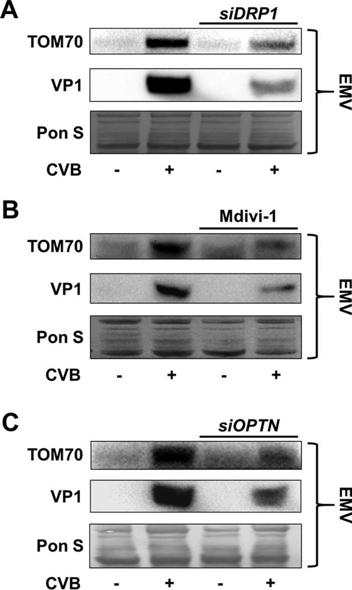 FIG 7