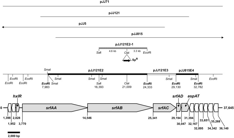 Fig 1