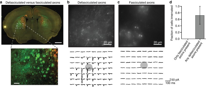 Figure 1—figure supplement 1.