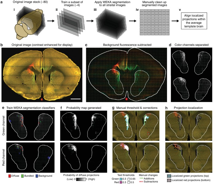 Figure 1—figure supplement 3.