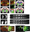 Figure 1—figure supplement 2.