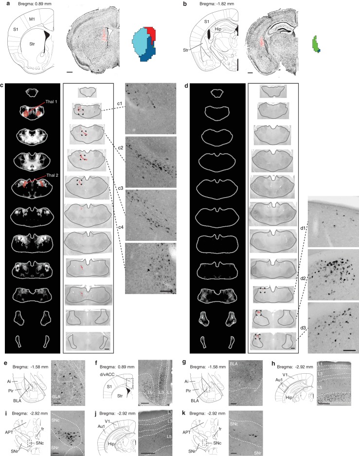 Figure 5—figure supplement 4.