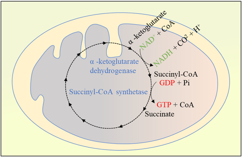 Fig. 2