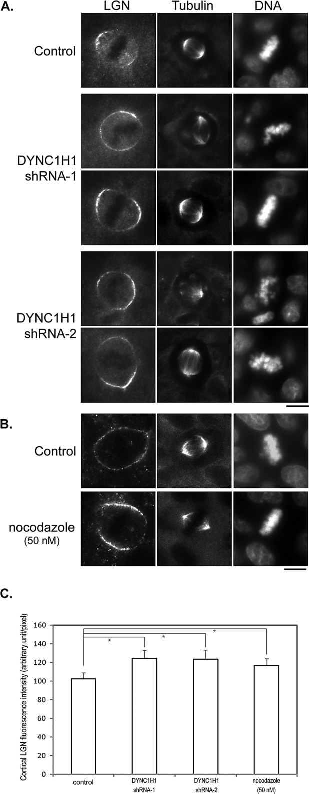 FIGURE 3: