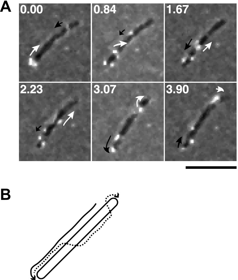 Fig 4