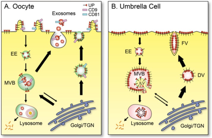 FIGURE 9: