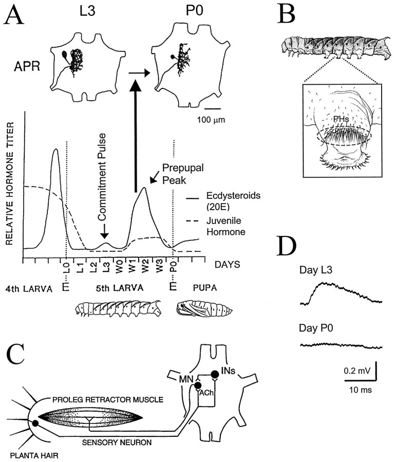 Fig. 1.