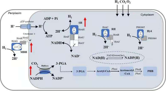 Fig. 1