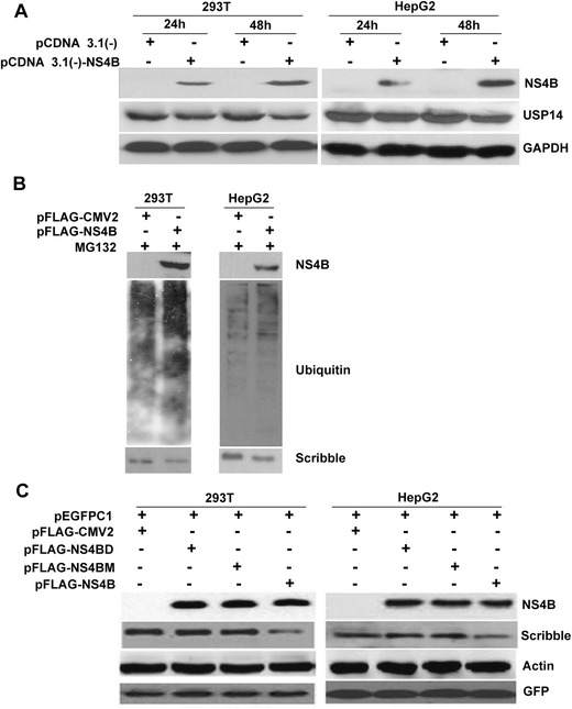 Fig. 5