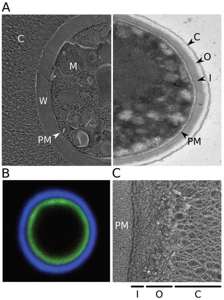 (A) Electron micrographs of Cryptococcus neoformans. Left,
quick-freeze deep-etch image of cells grown in capsule-inducing conditions (as
in Haynes et al. 2011); right,
transmission image of cells grown in rich medium (YPD), which yields only thin
capsules. C: capsule; W: cell wall; PM: plasma membrane; M: mitochondrion; O:
outer cell wall layer; I: inner cell wall layer. (B) Fluorescent micrograph
highlighting the cell wall and capsule. Cryptococcal cells were induced to form
capsule and stained with florescein (green) to label the cell wall and
monoclonal antibody 2H1 (blue, generously provided by Arturo Casadevall) to
label the capsule, as in Pierini and Doering
(2001). (C) Quick-freeze deep-etch image highlighting the two layers
of the cell wall.