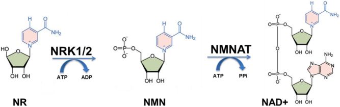 Figure 2