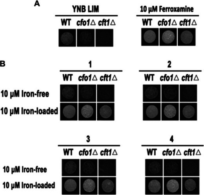 Figure 4