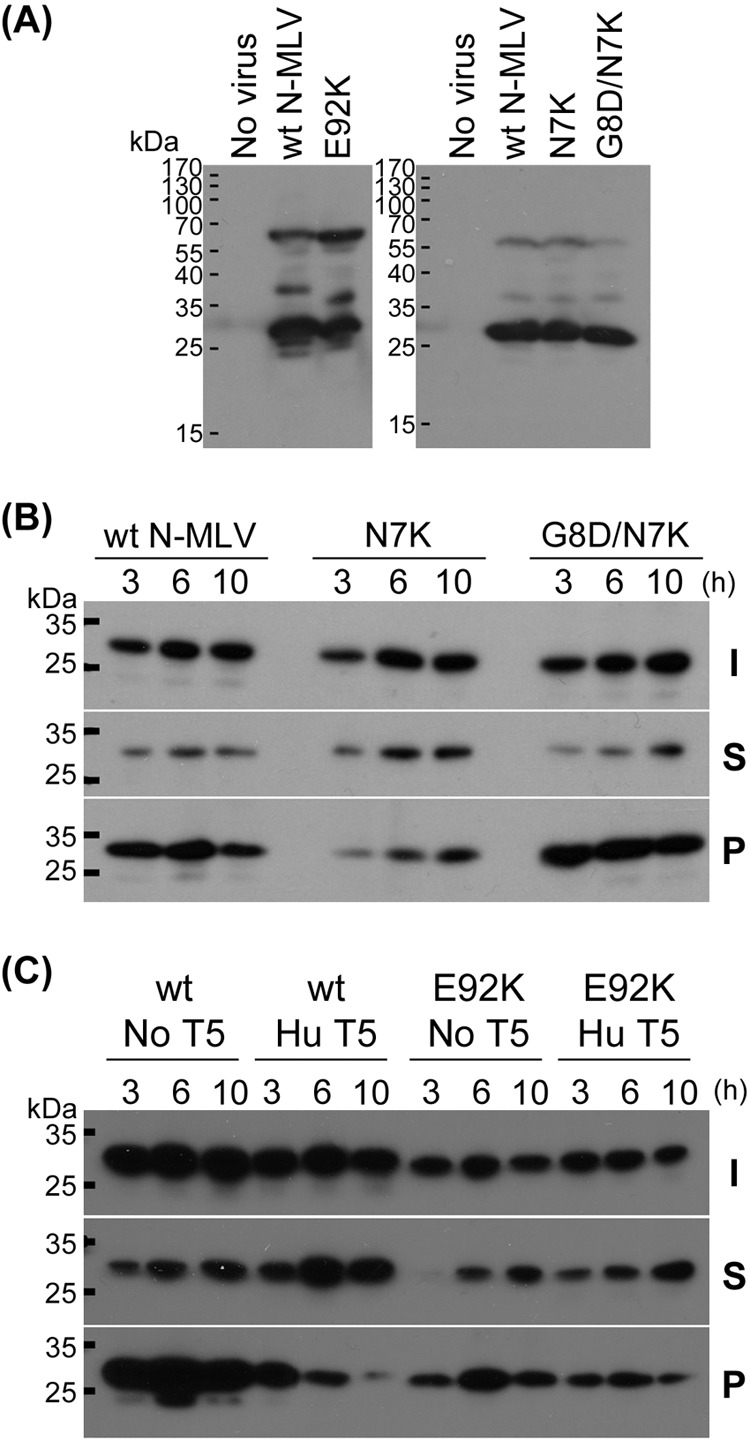 Fig 5