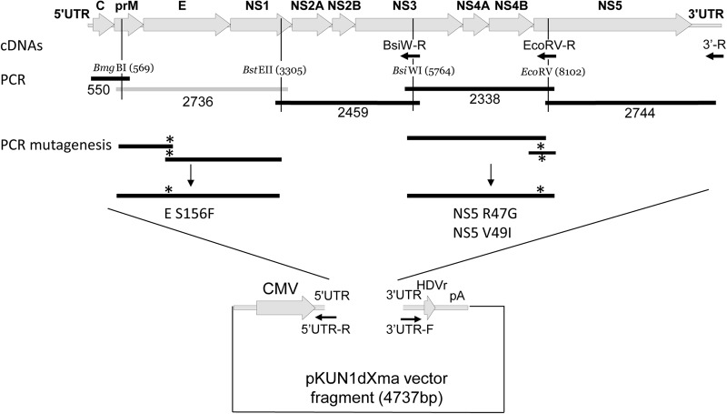 Fig 1